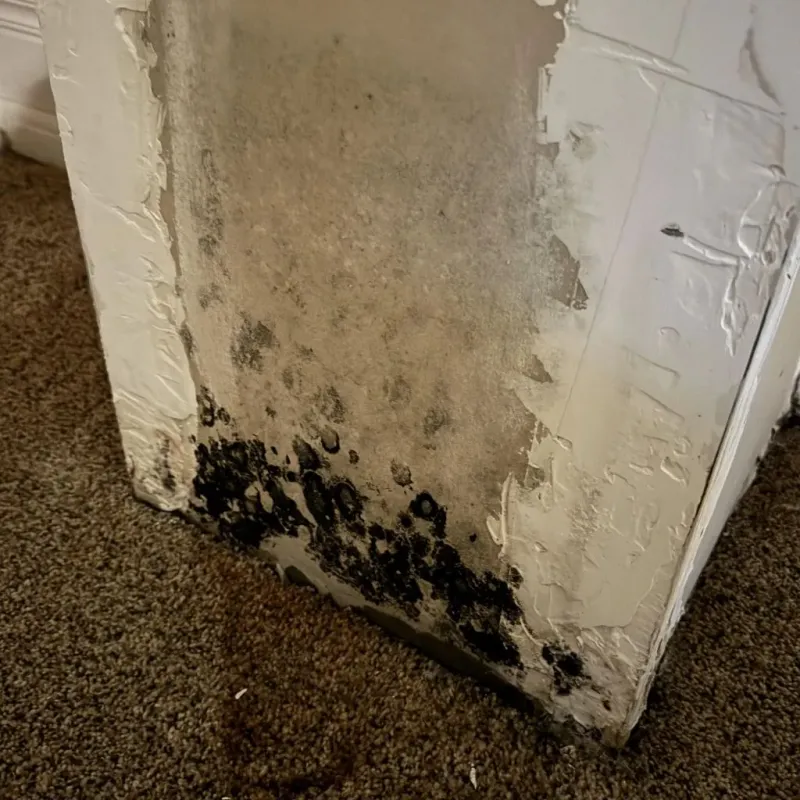 Professional Mold Removal in Erie County, OH